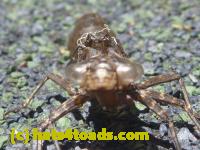 /home//u458753944/public_html/sourcegallery////////////Insects and small critters/dragonflies and damselflies/P1070485.JPG